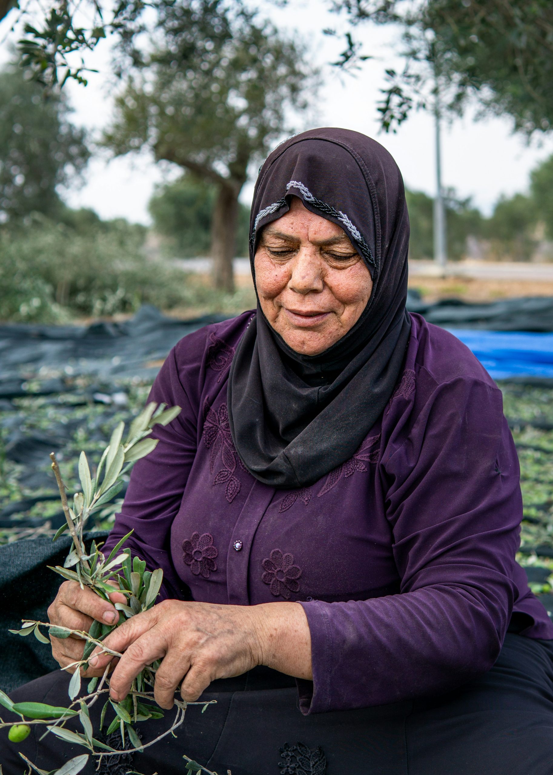 Arab woman picking oilives for olive oil. Israel.