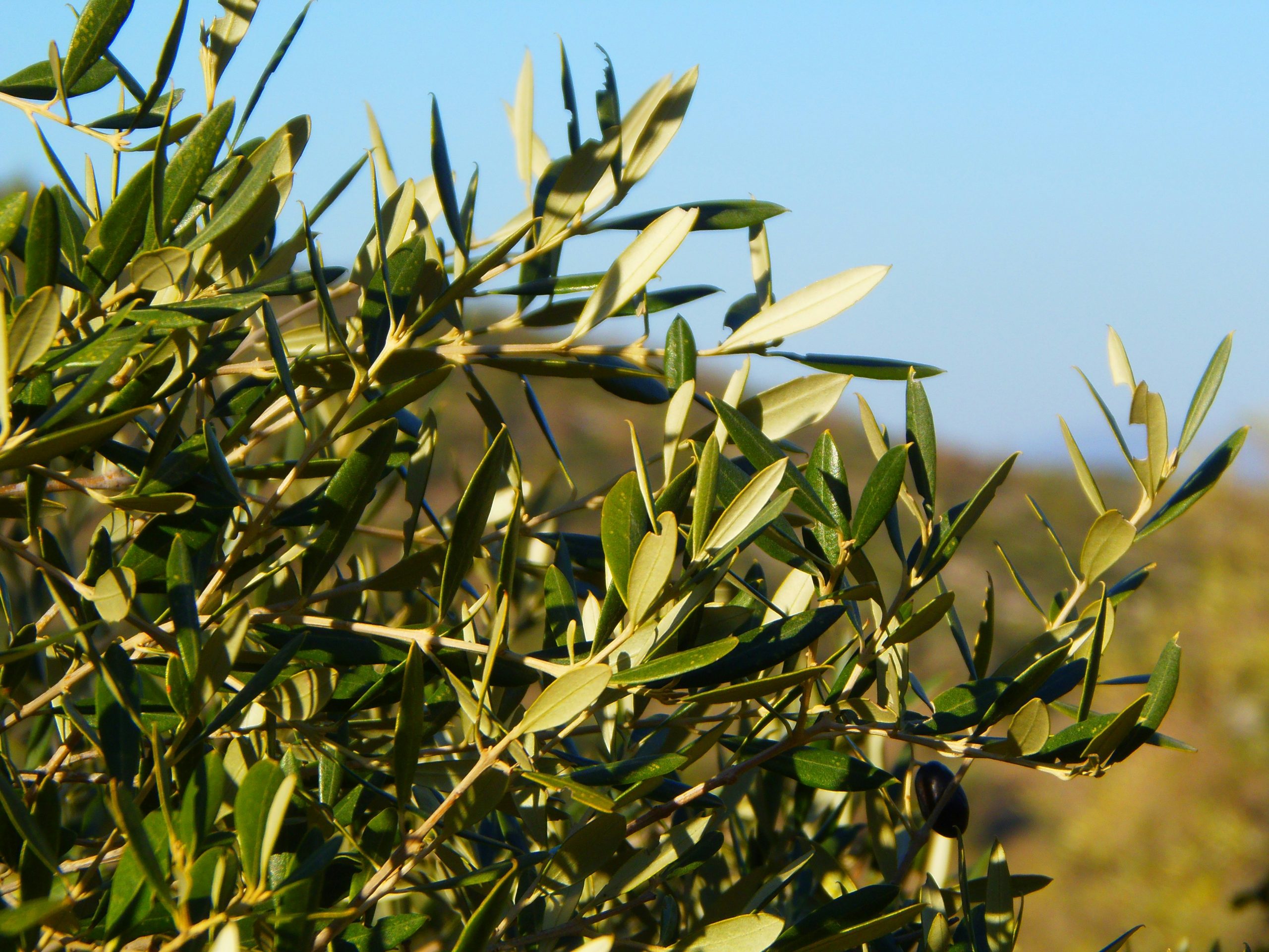 Olive branch, the symbol of Mediterraneans.