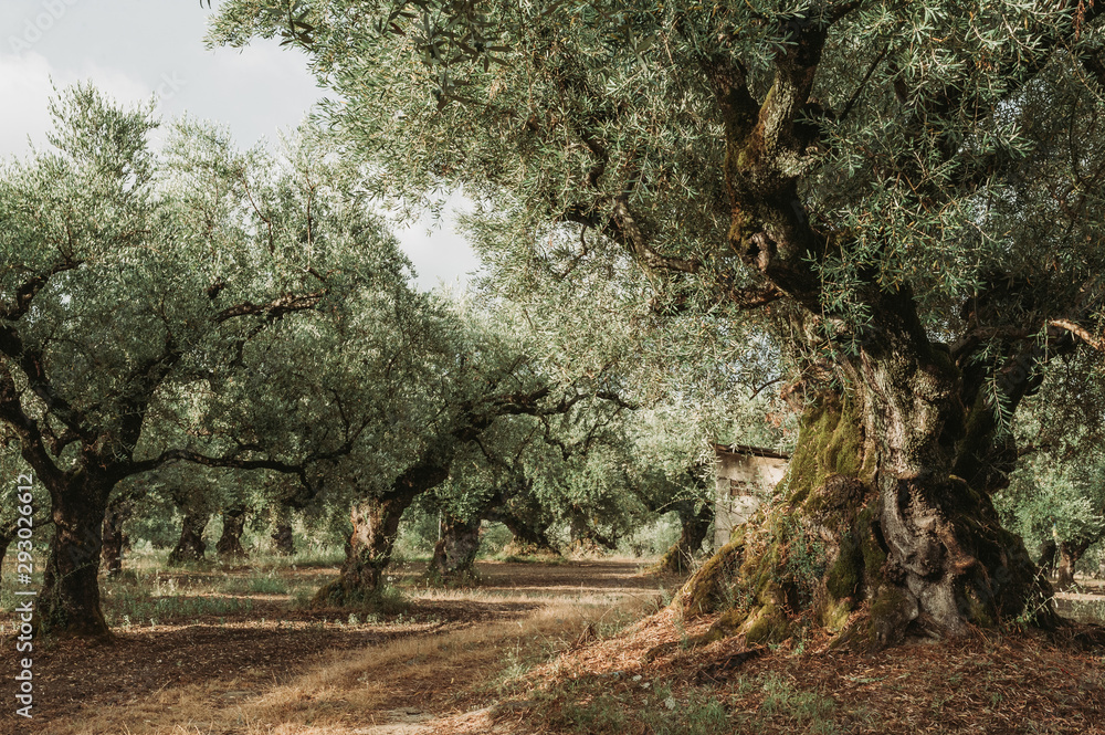 Olive Grove on the island of Greece. plantation of olive trees.